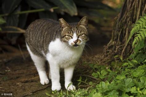 野猫进家|家里总是跑进来野猫，该怎么办？